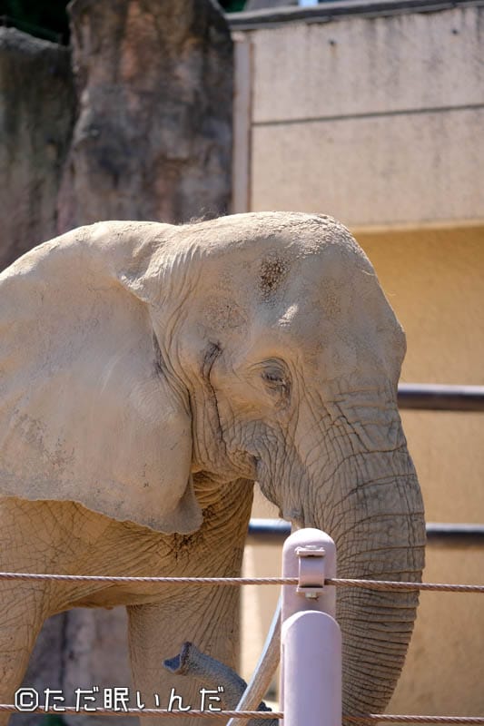 広大な多摩動物公園を歩き回ってみた