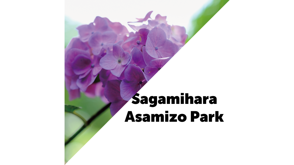 相模原麻溝公園にアジサイを撮りに行ってきた