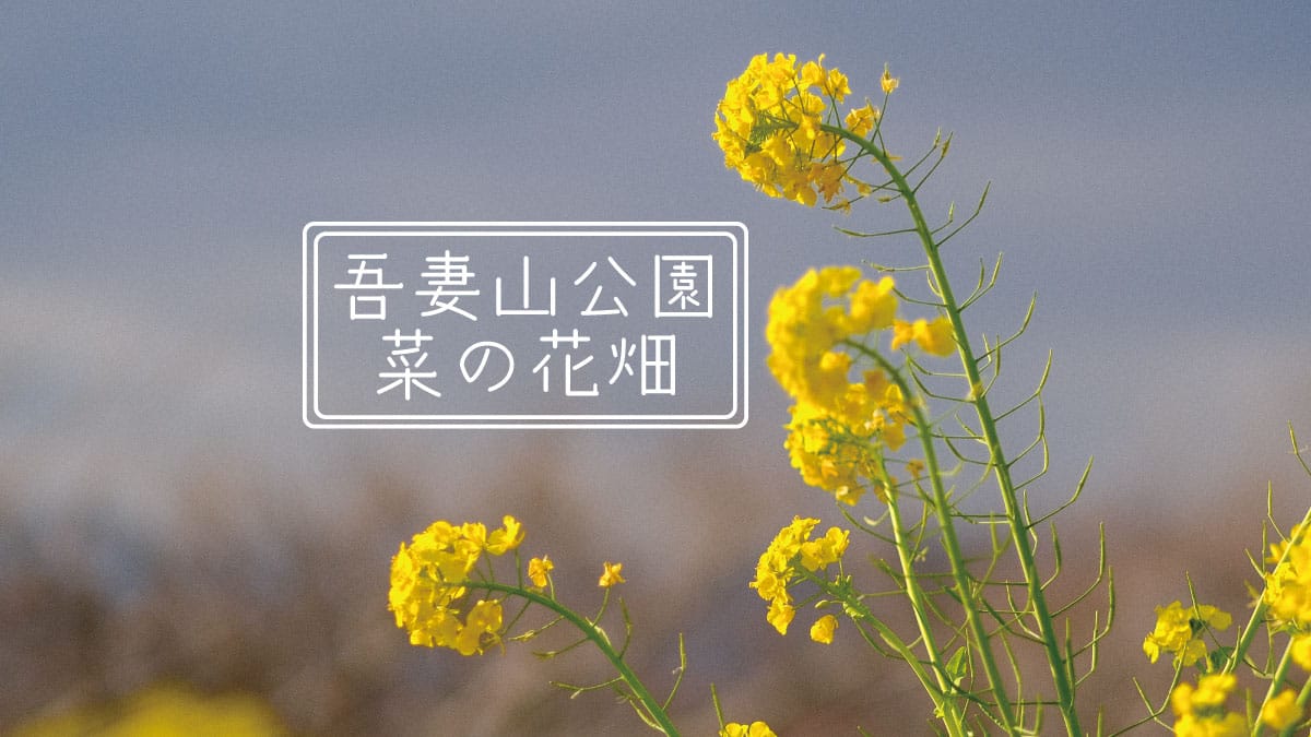 吾妻山公園に菜の花を撮りに行った