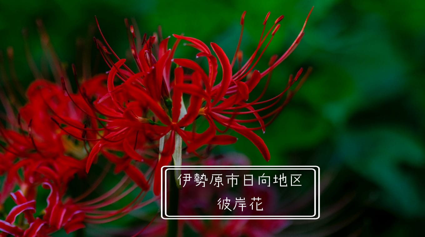 彼岸花を撮ってきた