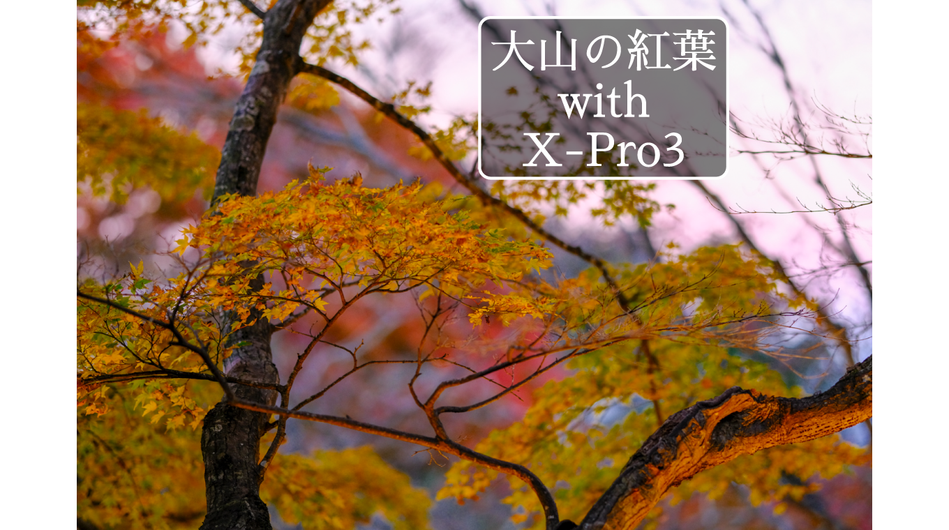 1年ぶりにX-Pro3を持って、大山の紅葉を見に行った