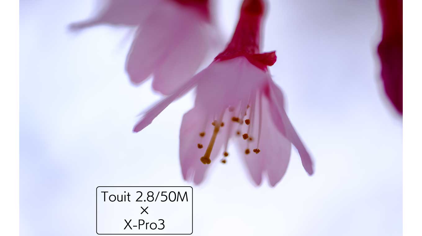 Touit 2.8/50MとX-Pro3で撮る菜の花と桜