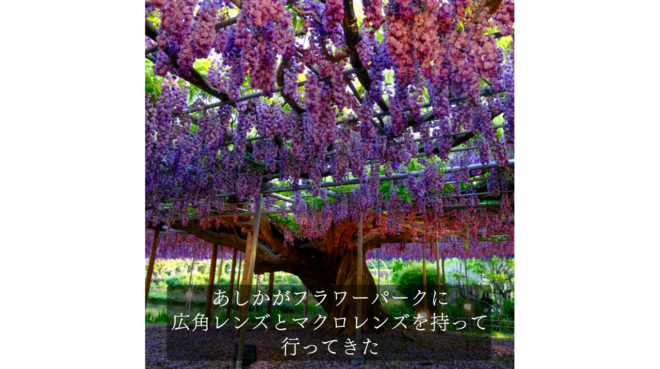 あしかがフラワーパークに藤を撮りに行く
