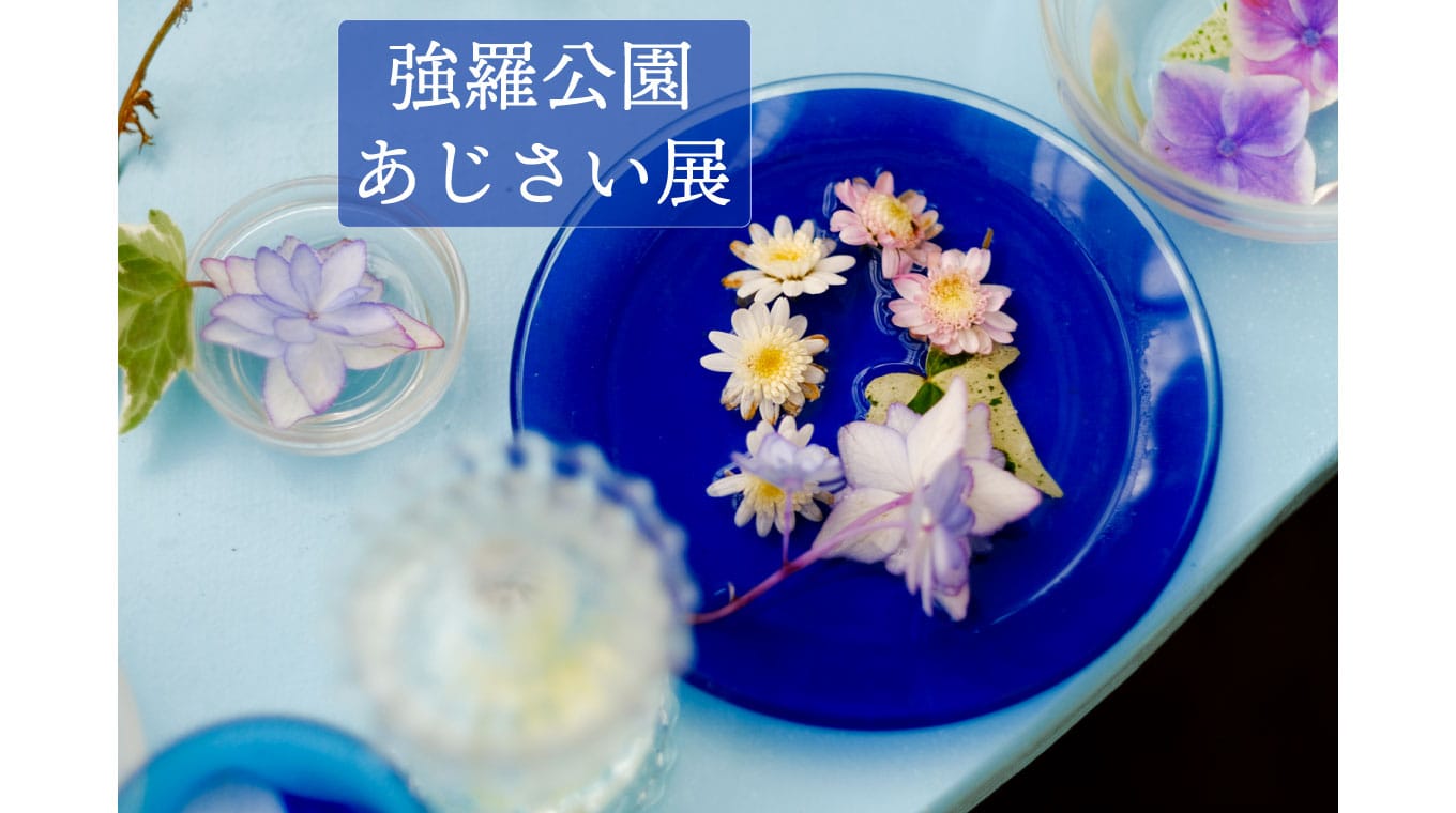 強羅公園で紫陽花を撮る