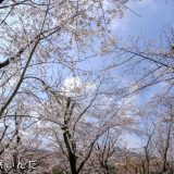 あつぎ飯山桜まつりに行った