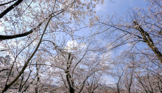 あつぎ飯山桜まつりに行った