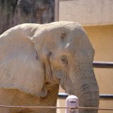 広大な多摩動物公園を歩き回ってみた