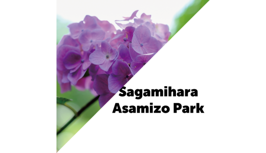 相模原麻溝公園にアジサイを撮りに行ってきた