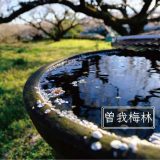 小田原梅まつりをボンヤリと歩いてきた