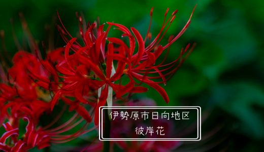 彼岸花を撮ってきた