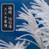 仙石原ススキ草原をX-Pro3で撮ってきた