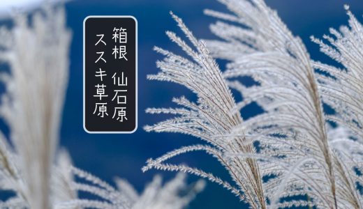 仙石原ススキ草原をX-Pro3で撮ってきた