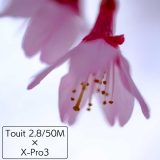 Touit 2.8/50MとX-Pro3で撮る菜の花と桜