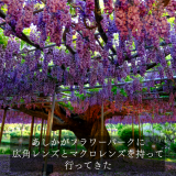 あしかがフラワーパークに藤を撮りに行く