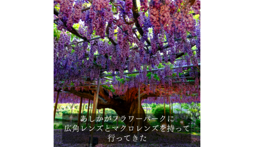 あしかがフラワーパークに藤を撮りに行く