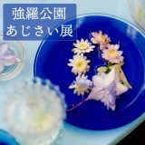 強羅公園で紫陽花を撮る